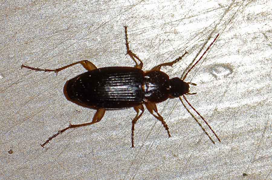 Carabide di 5 mm: Calathus sp.